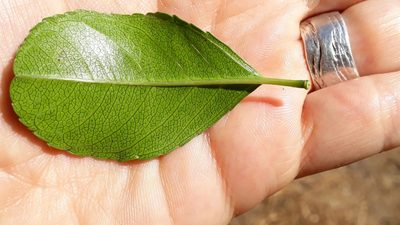Gymnosporia cassinoides, photographed by Alessia Guggisberg