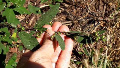 Sida rhombifolia, photographed by Alessia Guggisberg