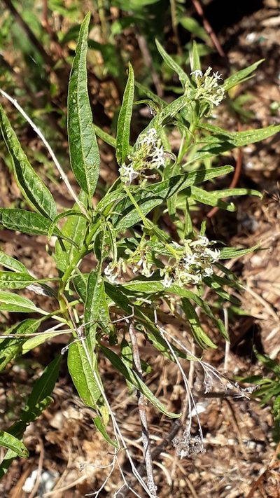 Heliotropium messerschmidioides, photographed by Alessia Guggisberg