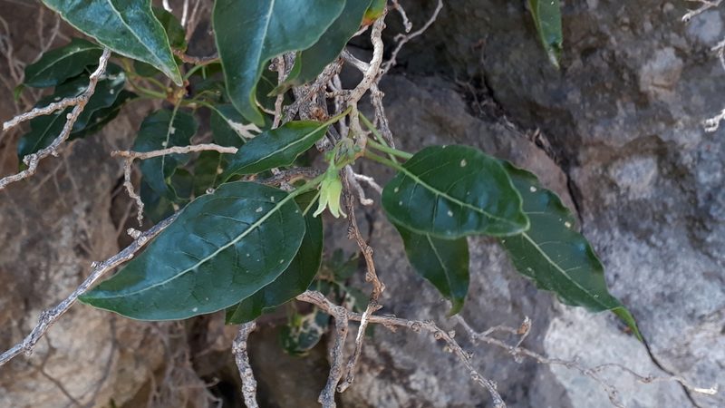 Withania aristata, photographed by Alessia Guggisberg