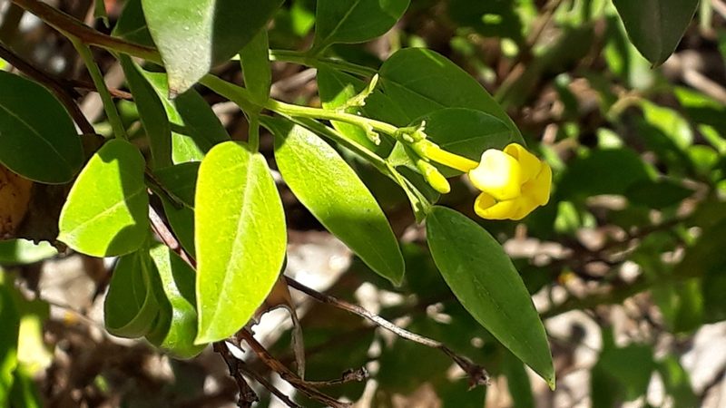 Chrysojasminum odoratissimum, photographed by Alessia Guggisberg