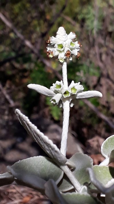 Sideritis cretica, photographed by Alessia Guggisberg
