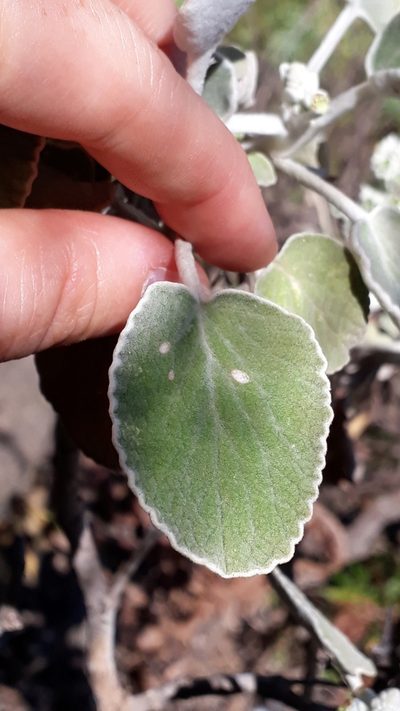 Sideritis cretica, photographed by Alessia Guggisberg
