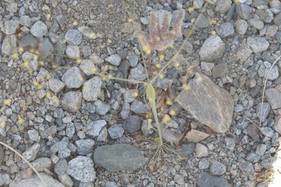 Eriogonum inflatum, photographed by Kimball Garrett