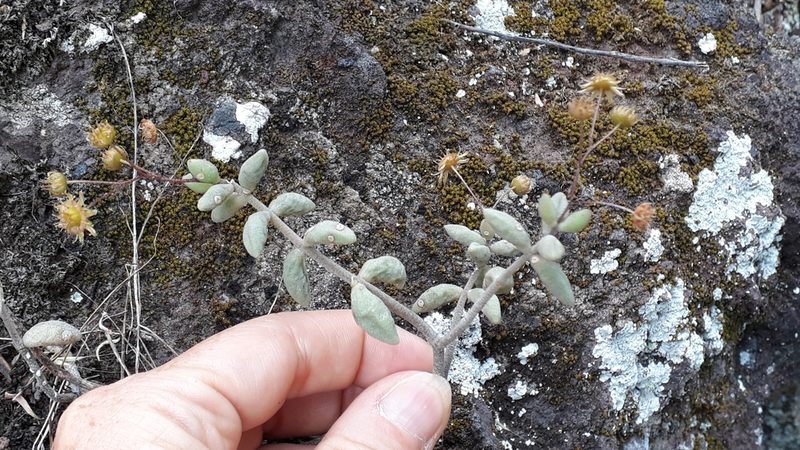 Monanthes laxiflora, photographed by Alessia Guggisberg