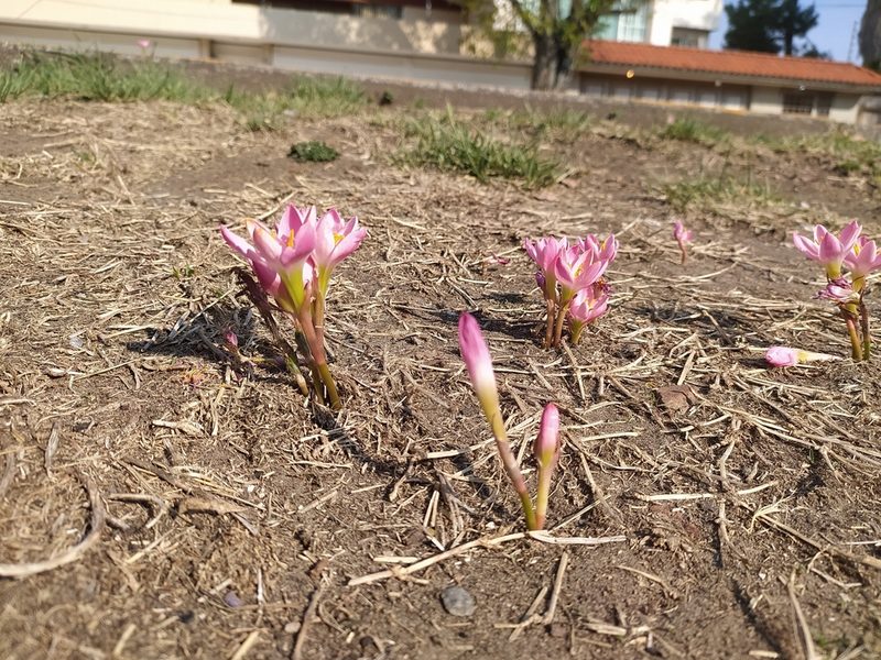 Zephyranthes fosteri, photographed by Obed Palagot Echavarria