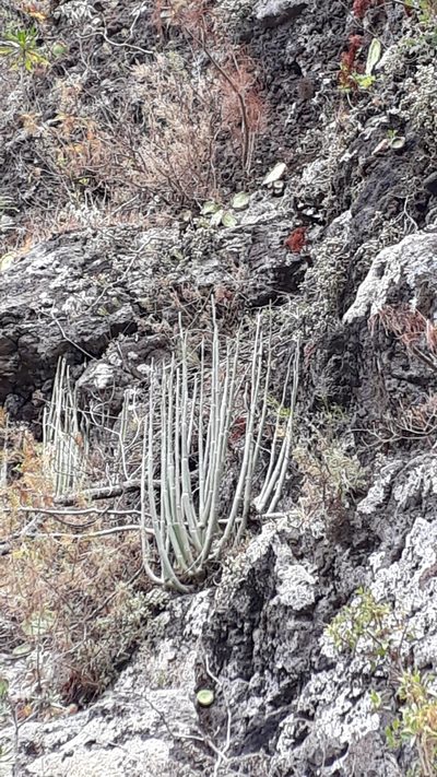 Ceropegia dichotoma, photographed by Alessia Guggisberg
