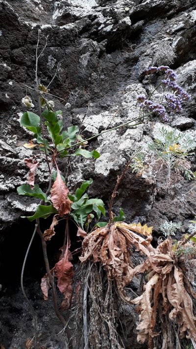 Limonium arboreum, photographed by Alessia Guggisberg