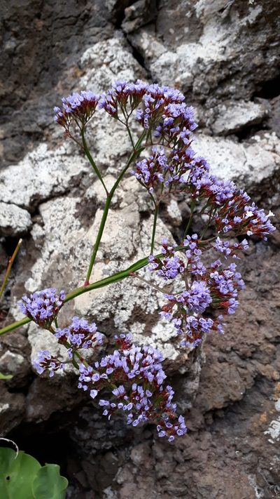 Limonium arboreum, photographed by Alessia Guggisberg