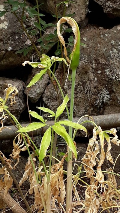 Dracunculus canariensis, photographed by Alessia Guggisberg