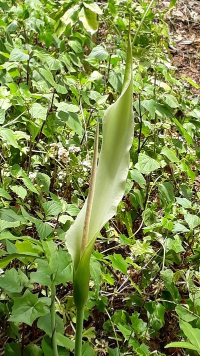 Dracunculus canariensis, photographed by Alessia Guggisberg