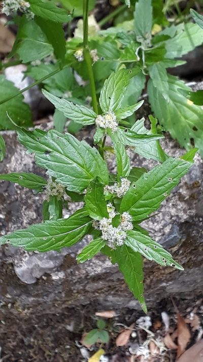 Mercurialis canariensis, photographed by Alessia Guggisberg