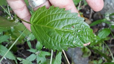 Mercurialis canariensis, photographed by Alessia Guggisberg