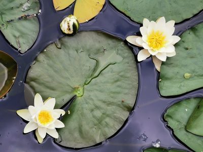 Nymphaea alba, photographed by Thor-Rune Hansen