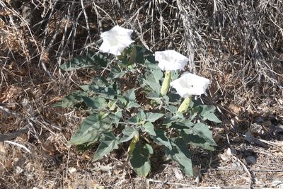 Datura wrightii, photographed by Kimball Garrett