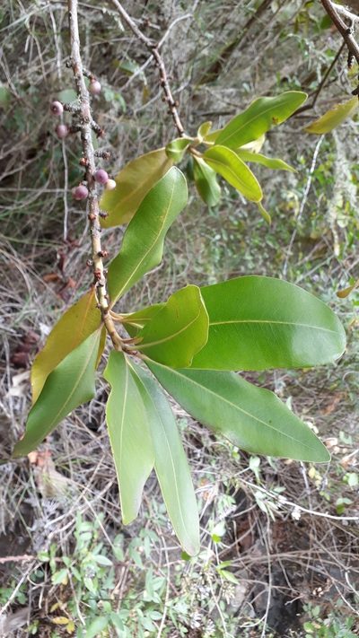 Pleiomeris canariensis, photographed by Alessia Guggisberg