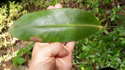 Pleiomeris canariensis, photographed by Alessia Guggisberg