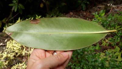 Pleiomeris canariensis, photographed by Alessia Guggisberg