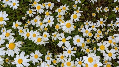 Anthemis cotula, photographed by Brodie Cass Talbott