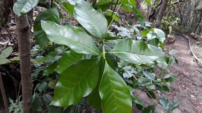 Picconia excelsa, photographed by Alessia Guggisberg