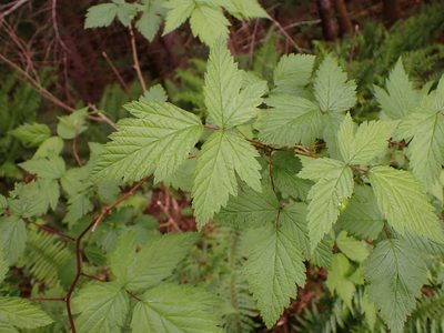 Rubus spectabilis, photographed by Randal