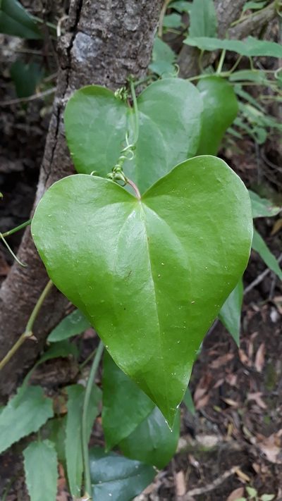 Smilax canariensis, photographed by Alessia Guggisberg