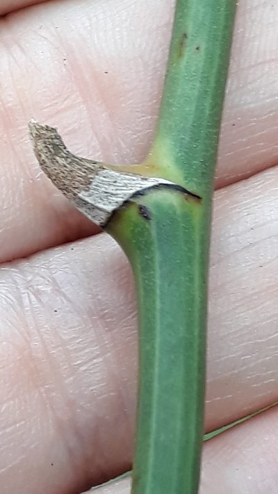 Smilax canariensis, photographed by Alessia Guggisberg