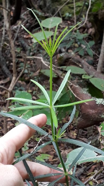 Rubia occidens, photographed by Alessia Guggisberg