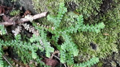 Selaginella denticulata, photographed by Alessia Guggisberg