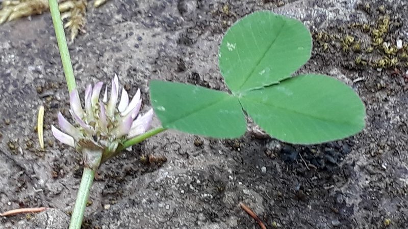 Trifolium tomentosum, photographed by Alessia Guggisberg