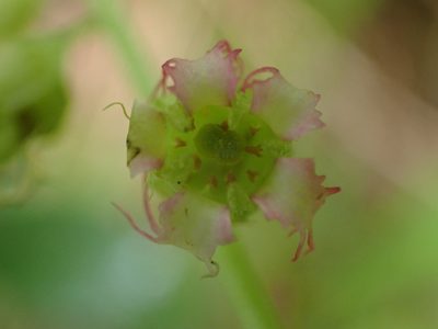 Tellima grandiflora, photographed by Randal