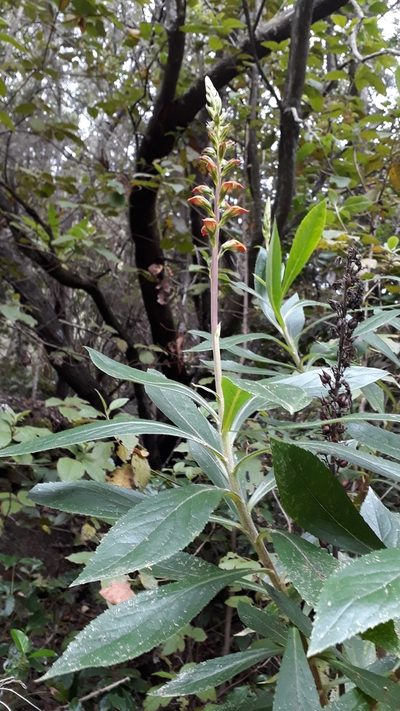 Digitalis canariensis, photographed by Alessia Guggisberg
