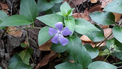 Vinca major, photographed by Alessia Guggisberg