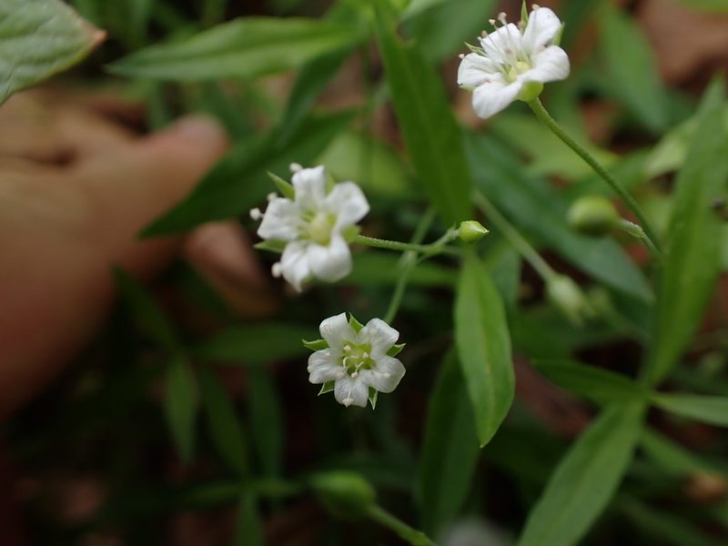 Moehringia macrophylla, photographed by Randal