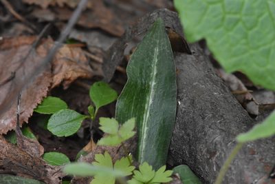 Goodyera oblongifolia, photographed by Braden J. Judson