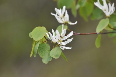 Amelanchier cusickii, photographed by Braden J. Judson