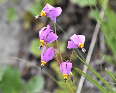 Primula pauciflora, photographed by Braden J. Judson