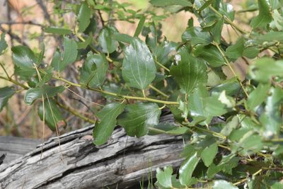 Ceanothus velutinus, photographed by Braden J. Judson