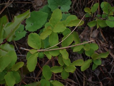 Spiraea lucida, photographed by Braden J. Judson