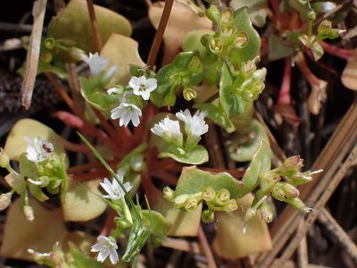 Claytonia rubra, photographed by Shane Johnson