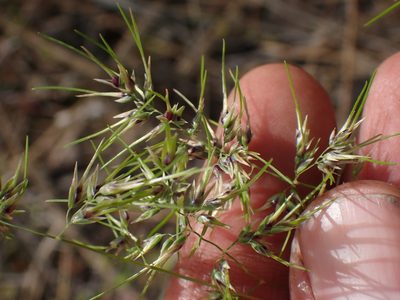 Poa bulbosa, photographed by Shane Johnson