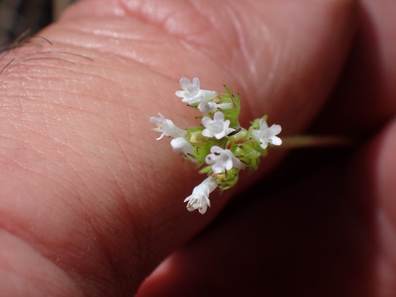 Valeriana macrocera, photographed by Shane Johnson