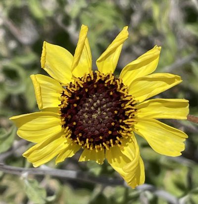 Encelia asperifolia, photographed by Irene