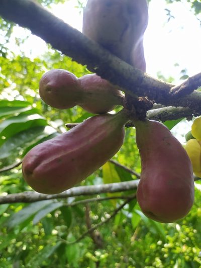 Cymbopetalum baillonii, photographed by Obed Palagot Echavarria