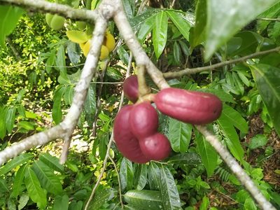 Cymbopetalum baillonii, photographed by Obed Palagot Echavarria