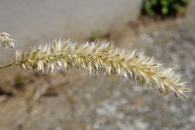 Melica transsilvanica, photographed by Patrick Hacker