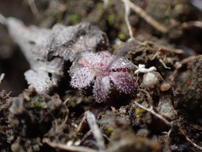 Draba verna, photographed by Braden J. Judson
