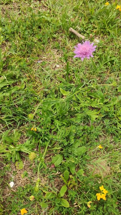 Knautia transalpina, photographed by Andrea Mologni