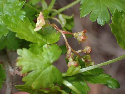 Ribes lacustre, photographed by Braden J. Judson