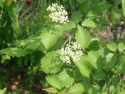Viburnum recognitum, photographed by Lynn Harper